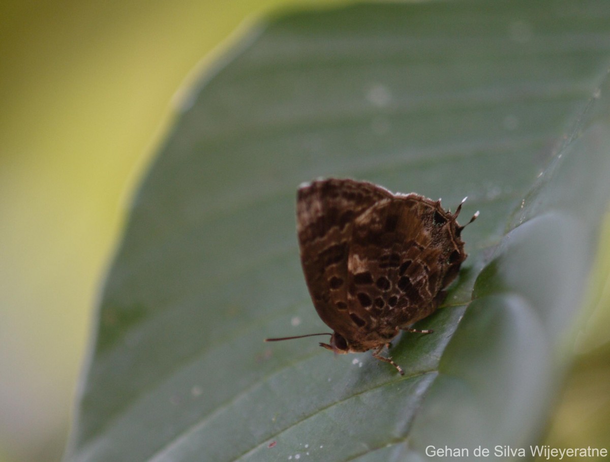 Arhopala abseus Hewitson, 1862